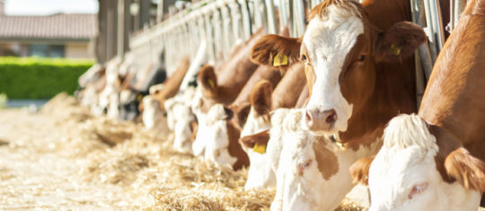 Besoins nutritifs des ruminants d'élevage