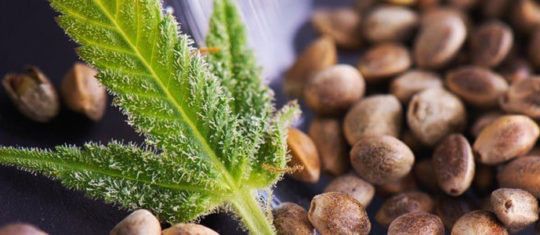 Produits à base de CBD