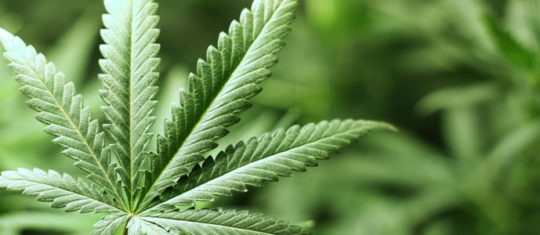 Cannabis