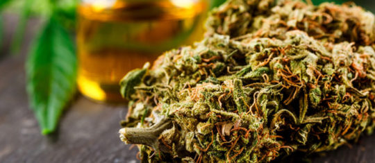 Fleurs de CBD