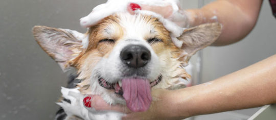 perdre son chien