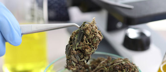 CBD